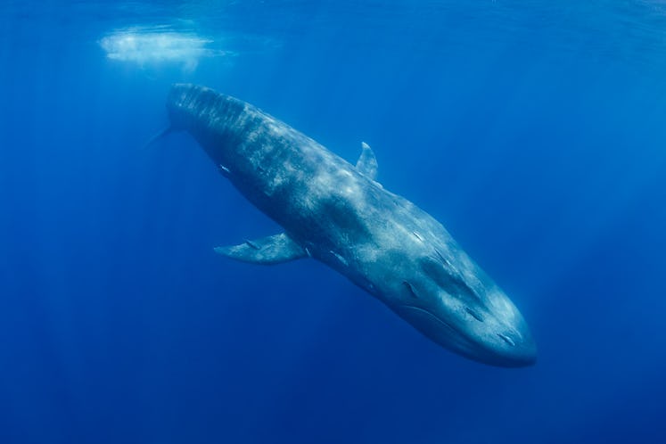whale noise pollution
