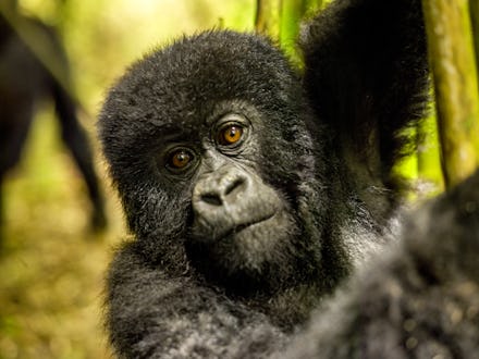 The young mountain gorilla is seen in the forest of Rwanda. It is looking at camera curiously. The s...