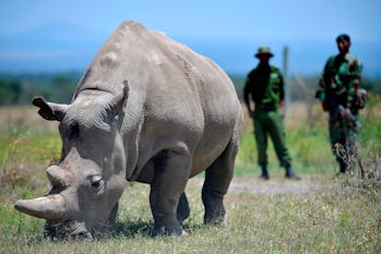 Najin, 30, and her offspring Fatu (unseen), 19, two female northern white rhinos, the last two northern white rhinos left on the planet, graze in their secured paddock on August 23, 2019 at the Ol Pejeta Conservancy in Nanyuki, 147 kilometers north of the Kenyan capital, Nairobi.