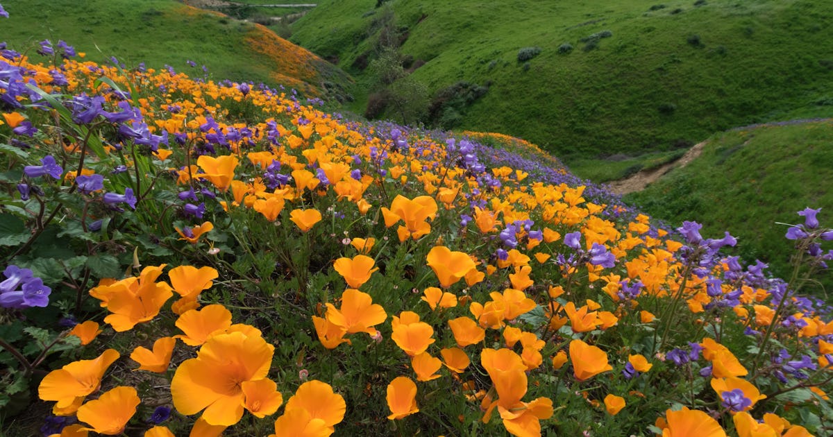 These Spring Zoom Backgrounds Include A California Superbloom ...