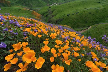 These spring Zoom backgrounds will give you so much wanderlust. 