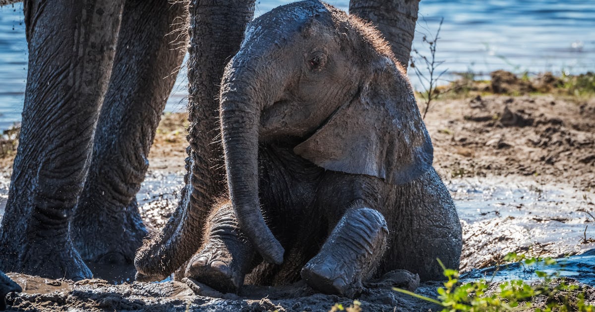 28 Best Animal Shows For Kids To Stream Right Now