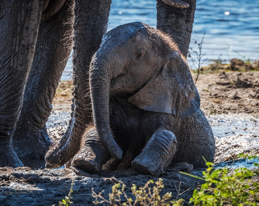 These are the best educational animal shows you can stream and enjoy together as a family.