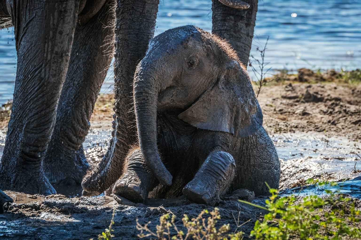 28 Best Animal Shows For Kids To Stream Right Now