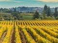 You can apply to Murphy-Goode Winery's job in Sonoma County until June 30. 