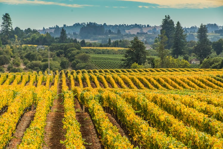 You can apply to Murphy-Goode Winery's job in Sonoma County until June 30.