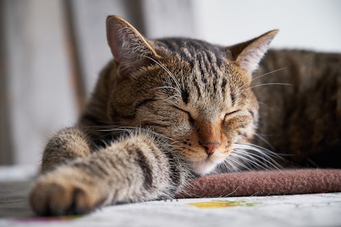 A striped Fluffy gray kitten is sleeping. The cat is lying on the blanket, resting, relaxing with hi...