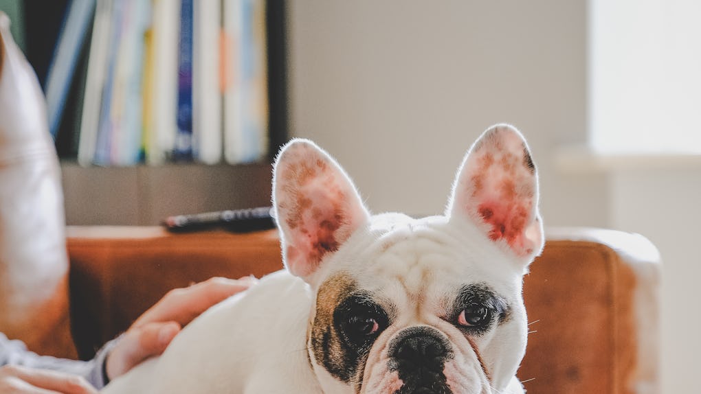 These National Puppy Day 2021 Tweets Are A Collection Of ...