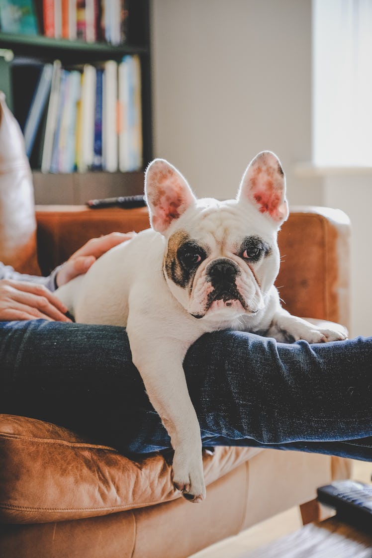 These National Puppy Day 2021 tweets are a collection of the cutest photos and videos.