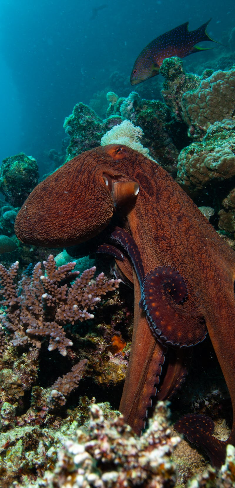 Red octopus on a coral reef. Octapus cyanea