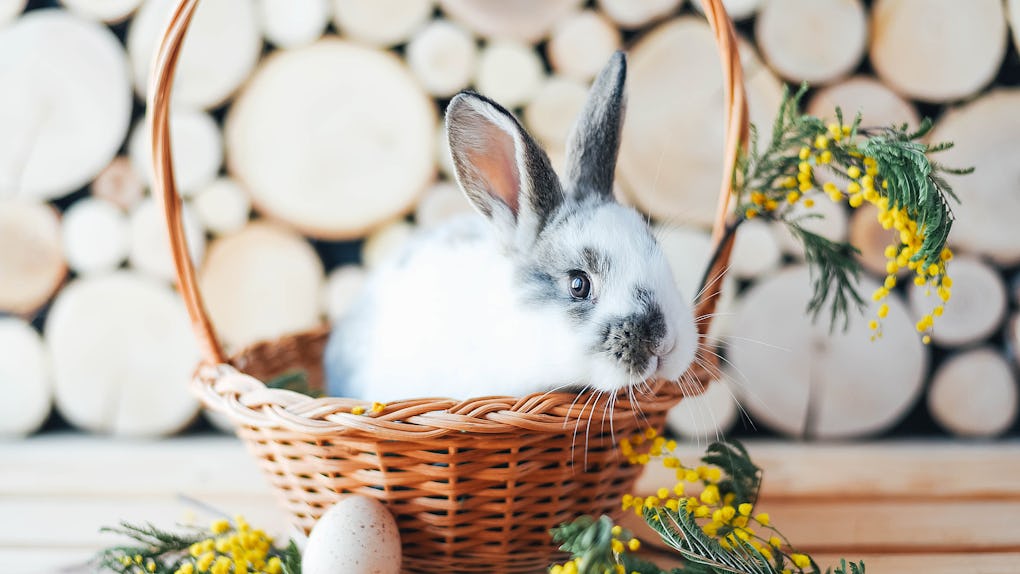 Rabbit in a basket with mimosa sprigs. Easter composition.