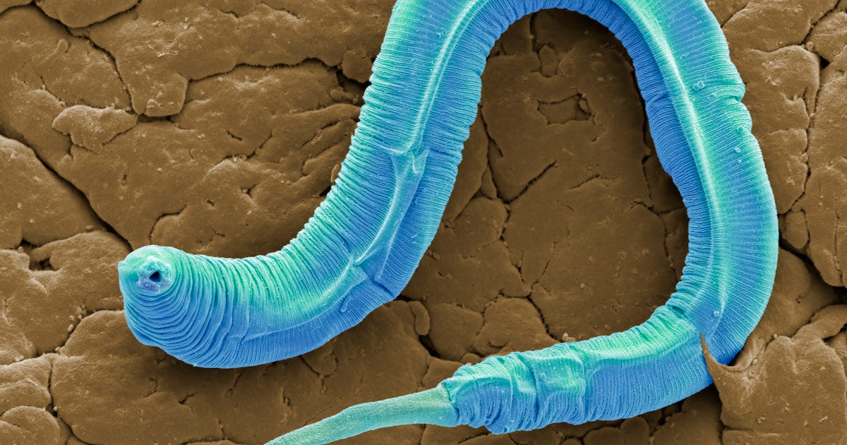 NASA has sent thousands of worms into space to solve a major problem