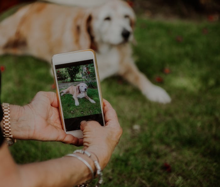 Person using an iPhone to take a picture of a dog.