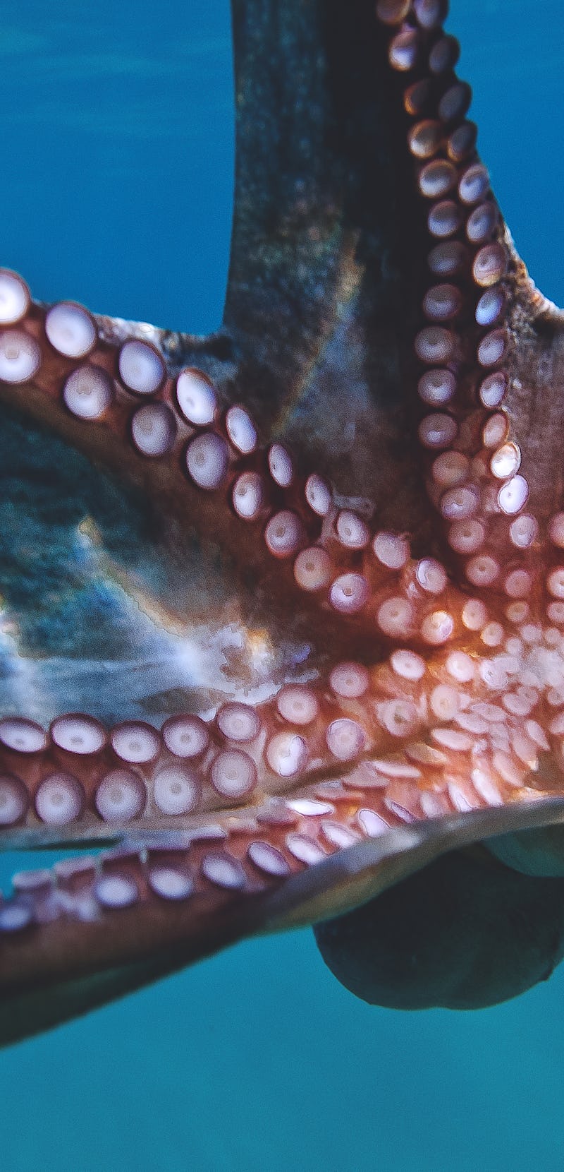 Octopus tentacles facing camera.