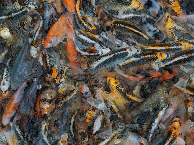Koi Carp photographed in large, indoor fish tanks at Cuttlebrook Koi Farm, Oxfordshire, England, Uni...