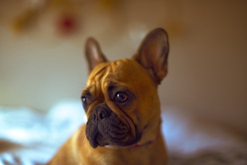 A dark portrait of a French Bulldog at home