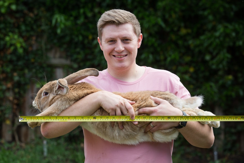 World's biggest bunny is on the verge of losing his Guinness World Record —  to his children – The US Sun