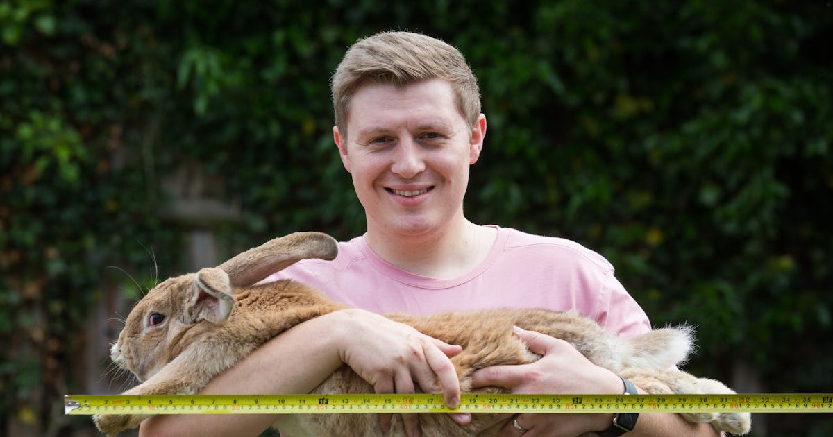 Darius, the world's longest bunny, has been stolen