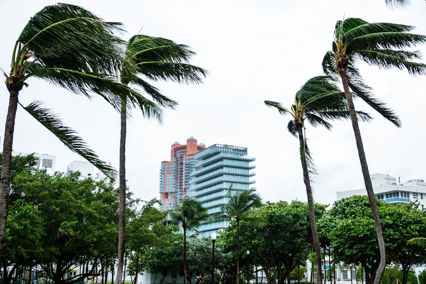 Miami Beach, Marjory Stoneman Douglas Park, Hurricane Irma. (Photo by: Jeffrey Greenberg/Universal I...