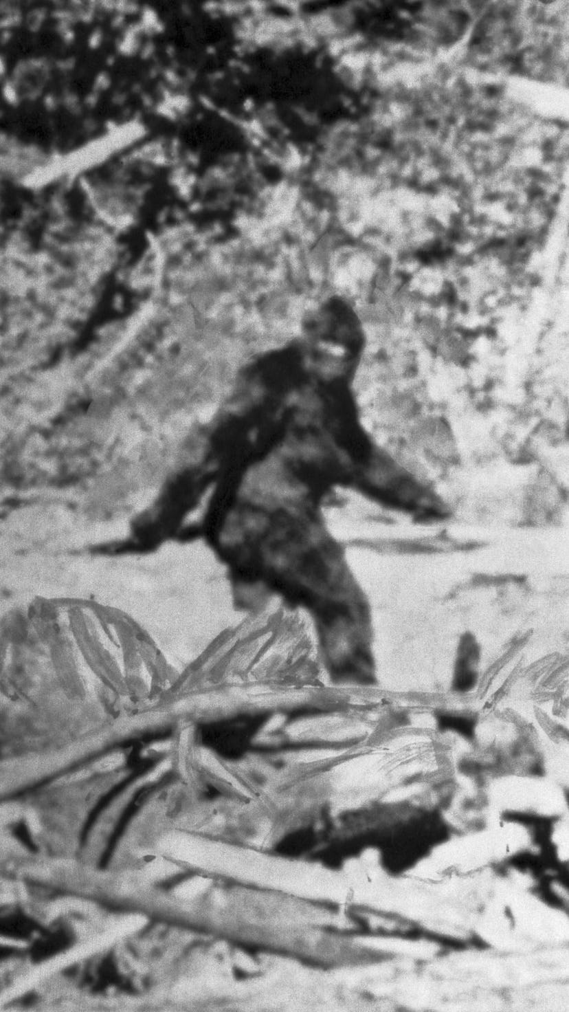 Photo shows what former rodeo rider Roger Patterson said is the American version of the Abominable S...