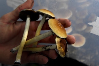 DENVER, CO - MAY 19: "u201cFun guy"u201d harvesting Mazatec psilocybin mushrooms from their growing ...