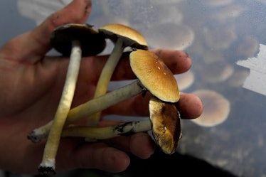 DENVER, CO - MAY 19: "u201cFun guy"u201d harvesting Mazatec psilocybin mushrooms from their growing ...