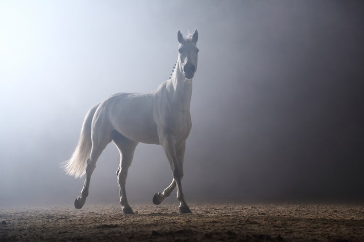 A horse, the animal for Sagittarius zodiac signs.