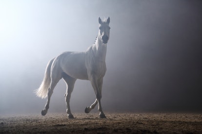 A horse, the animal for Sagittarius zodiac signs.