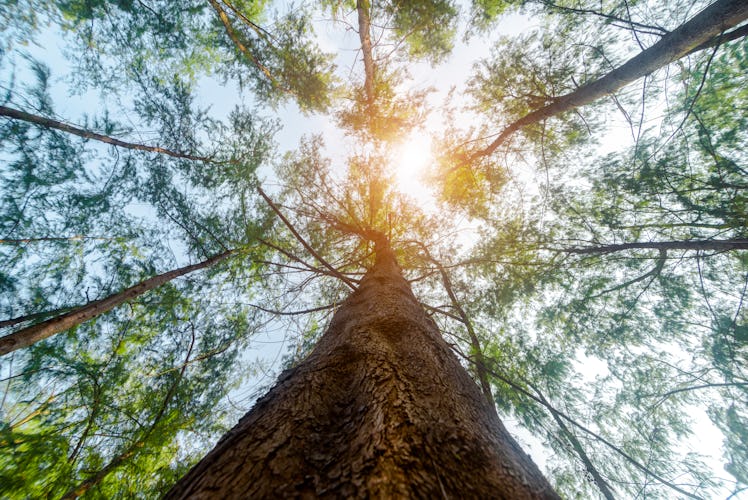 These Earth Day 2021 deals and giveaways include so many freebies.