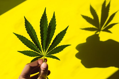 Female fingers hold a beautiful hemp leaf in the sun, its shadow on a yellow background