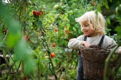 Happy small boy collecting cherry tomatoes outdoors in garden, sustainable lifestyle concept