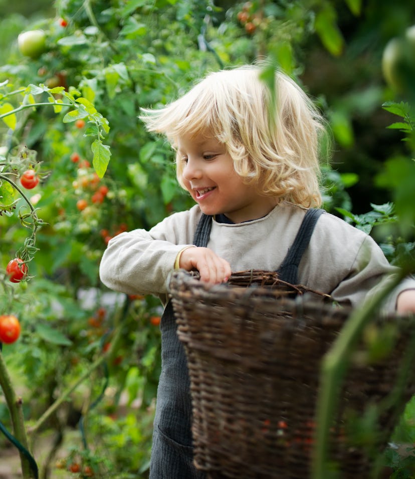 Happy small boy collecting cherry tomatoes outdoors in garden, sustainable lifestyle concept