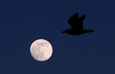 The moon in the skies over Ashford in Kent, the day before it reaches its fullest and becomes a Supe...