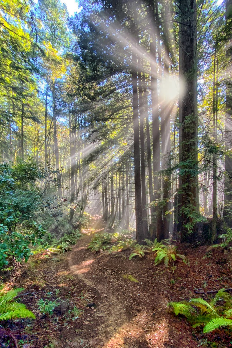 Foggy redwood forest in northern California, Sonoma County