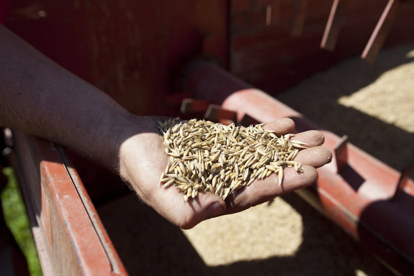 NORTH BENNINGTON, VERMONT - JULY 25: John Williamson checks the harvest of a field of oats July 25, ...