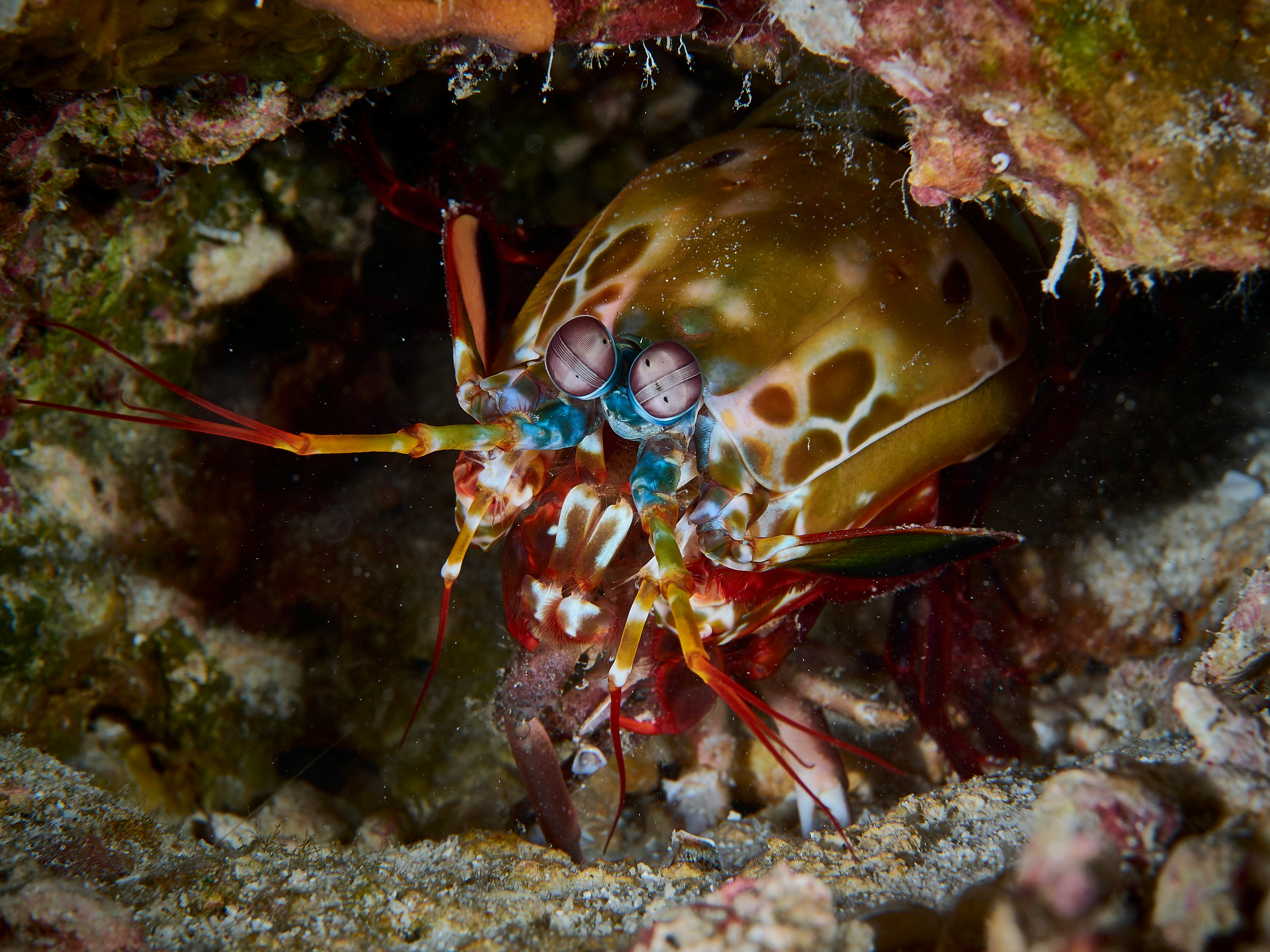 Baby mantis shrimp pack a serious punch — watch