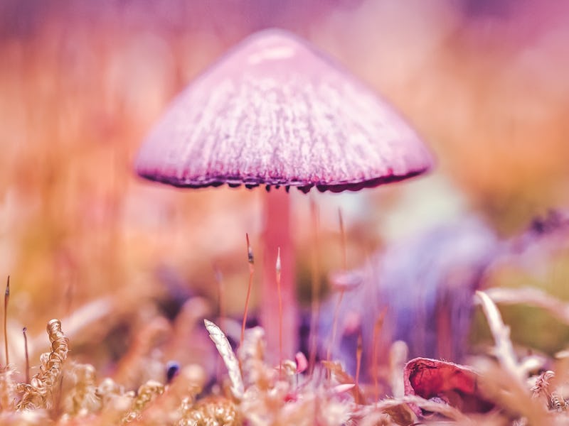 Close-up of two mushrooms of the not edible type between autumn leaves