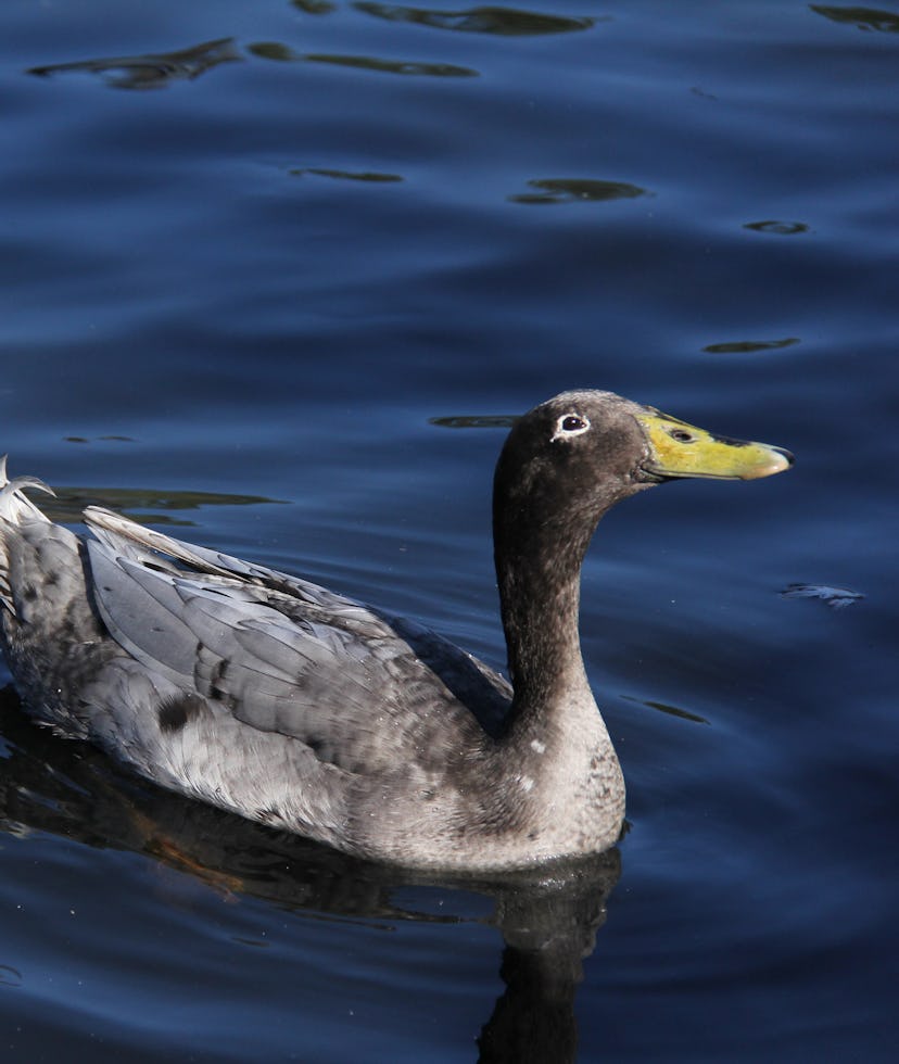 Indian Runners are a breed of Anas platyrhynchos domesticus, the domestic duck. They stand erect lik...