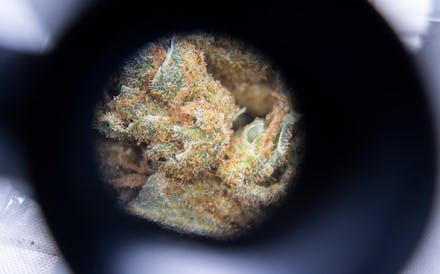 22 September 2020, Lower Saxony, Hanover: Marijuana lies under a microscope in a mobile laboratory o...