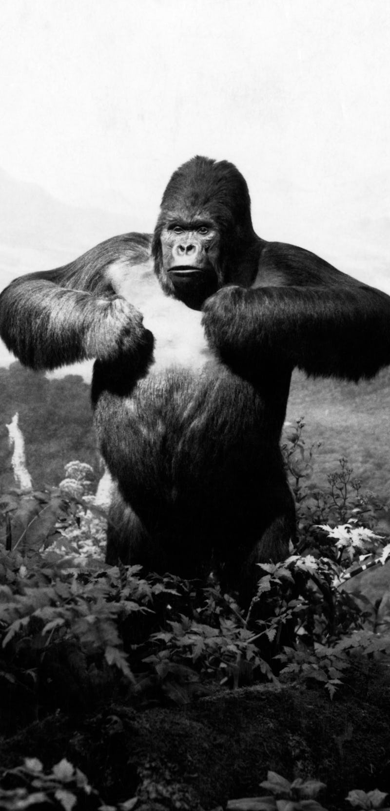 1940s STUFFED GORILLA Gorilla gorilla TOWERING ABOVE JUNGLE BEATING CHEST IN MUSEUM DIORAMA  (Photo ...