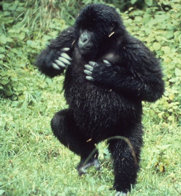 Female Mountain Gorilla beating chest, Virunga volcano range, Zaire, 1982, Gorilla gorilla biringei....