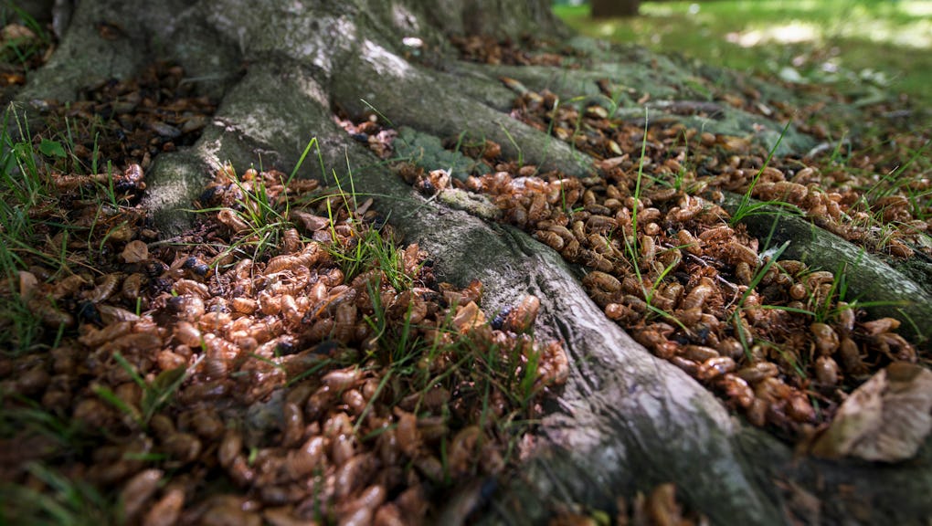 Brood X A Plague Level Cicada Infestation Is Coming For Us This Spring