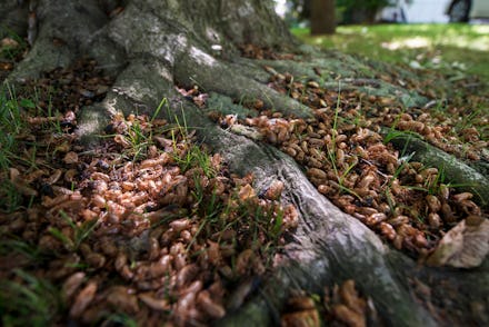 LAKE RIDGE, VA- MAY 31: Brood II cicadas fill the roots of a tree on May 31, 2013 in Lake Ridge, VA....