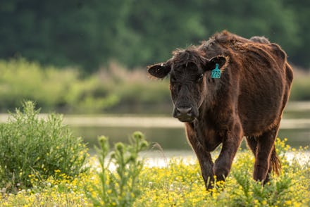 Black Angus Beef cow walking by lake in field in South Carolina