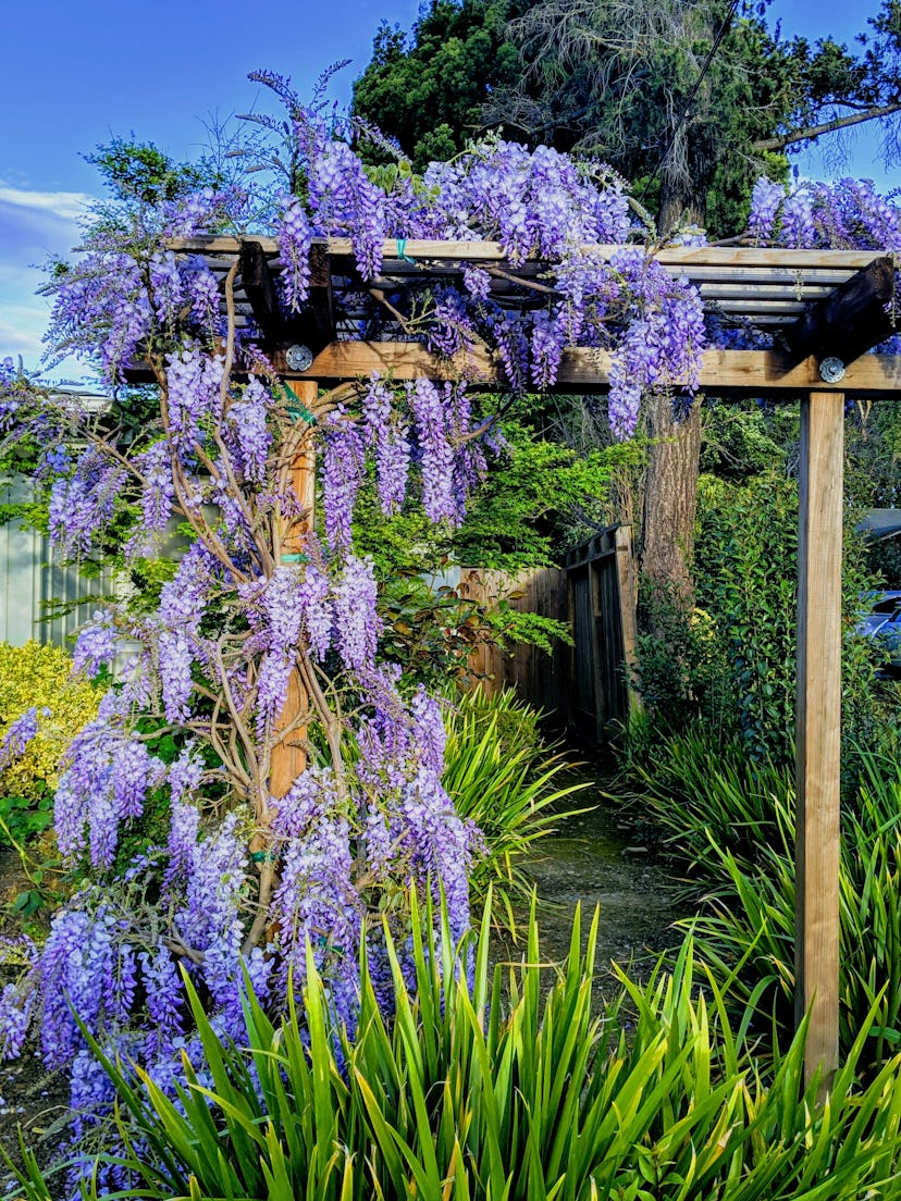 Japanese wisteria on a wooden pergola