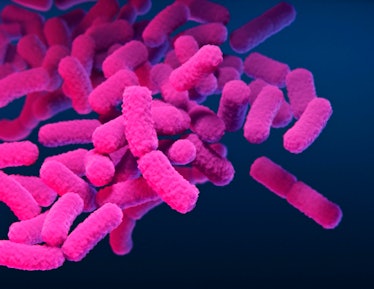 Illustration of Enterobacteriaceae bacteria. Individual bacterium are shown as pink rod shapes. The ...