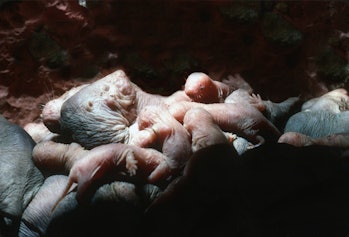 Naked mole rat Queen in brood chamber suckling her 19 babies.