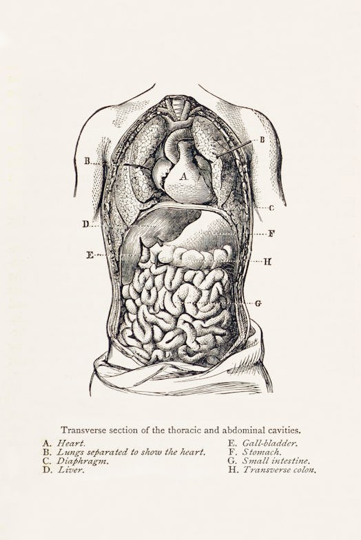 Vintage medical illustration features a transverse section of the thoracic cavity and abdominal cavi...