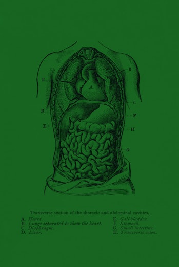 Vintage medical illustration features a transverse section of the thoracic cavity and abdominal cavi...