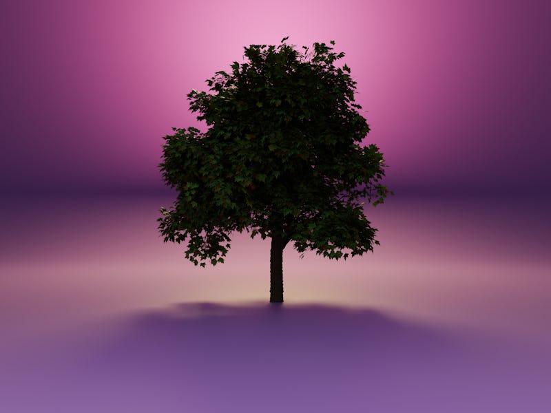 3D Illustration of single maple tree rising from low layer of mist. Deciduous tree in backlight on p...